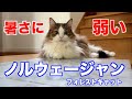 暑い日のノルウェージャンフォレストキャットの過ごし方
