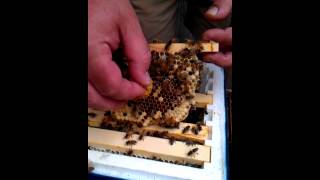 Queen cell in a mini mating nuc