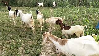 Bakri Video