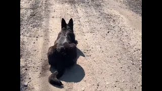 Стихи Собаки неУлыбаки. МАРА - КОШКА ИЛЬ СОБАКА ВОТ ЗАГАДКА ИЗ ЗАГАДОК Стихи Собаки неУлыбаки. МАРА - КОШКА ИЛЬ СОБАКА ВОТ ЗАГАДКА ИЗ ЗАГАДОК