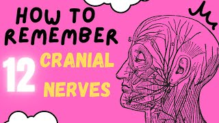 HOW TO REMEMBER ALL 12 CRANIAL NERVES IN 5 MINUTES!