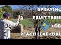 Spraying Fruit Trees for Peach Leaf Curl