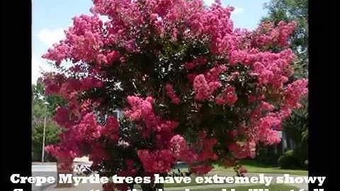 Crepe Myrtle trees
