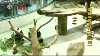 每天一圓仔：超叛逆!!圓仔惱羞怒尻媽媽--蘋果日報 20140611