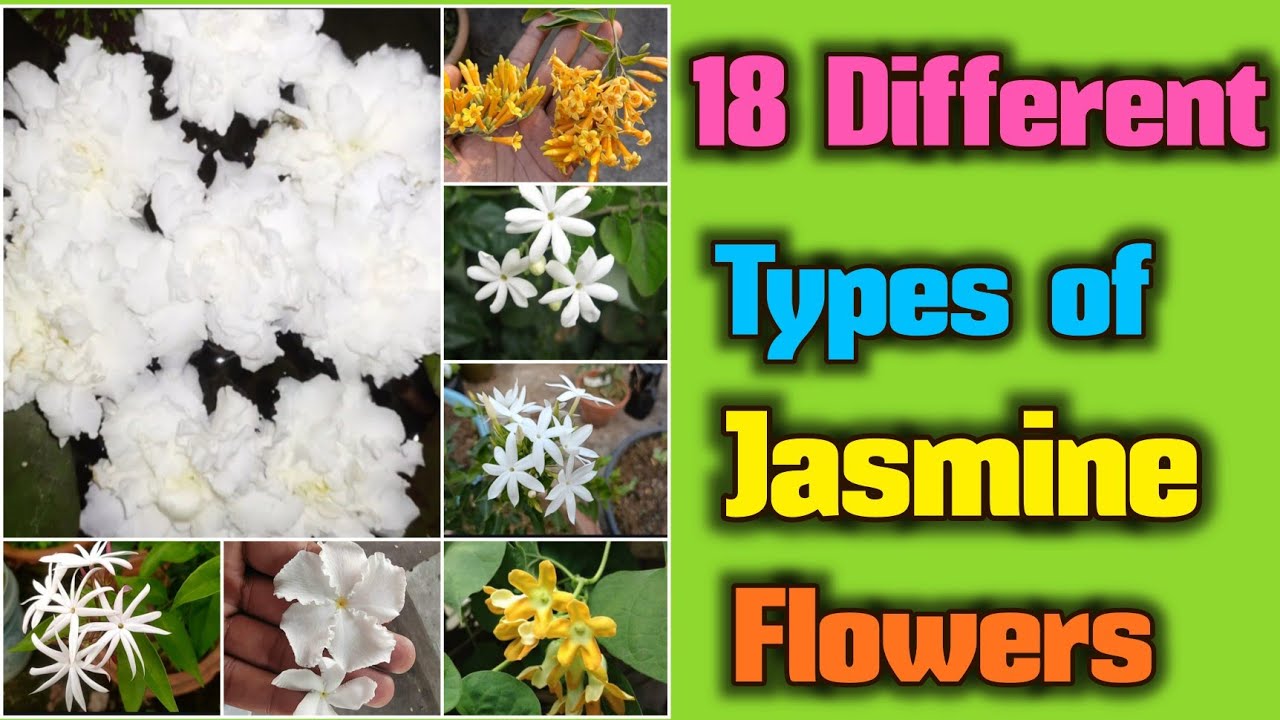 18 Types of Jasmine flowers for Fragrance and beautiful garden ...