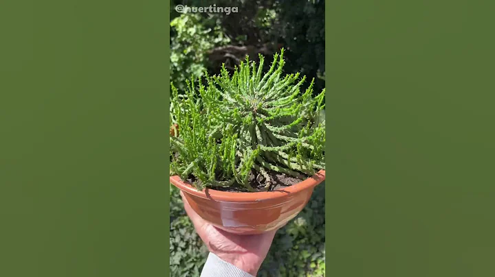 Euphorbia flanaganii | Cabeza de Medusa