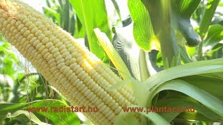 Radistart P-Max A Plantaco Kft.-Től