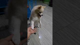 Please Deh Pak 2pomeranian dog short