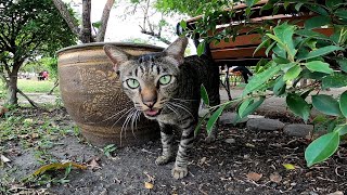 公園で寝ていた野良猫をナデナデするとゴロゴロ言って喜んだ