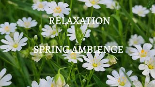 4KBEAUTIFUL SPRING POWER OF NATURE TO REDUCE STRESS RELAXATION WITH BIRDS SINGING