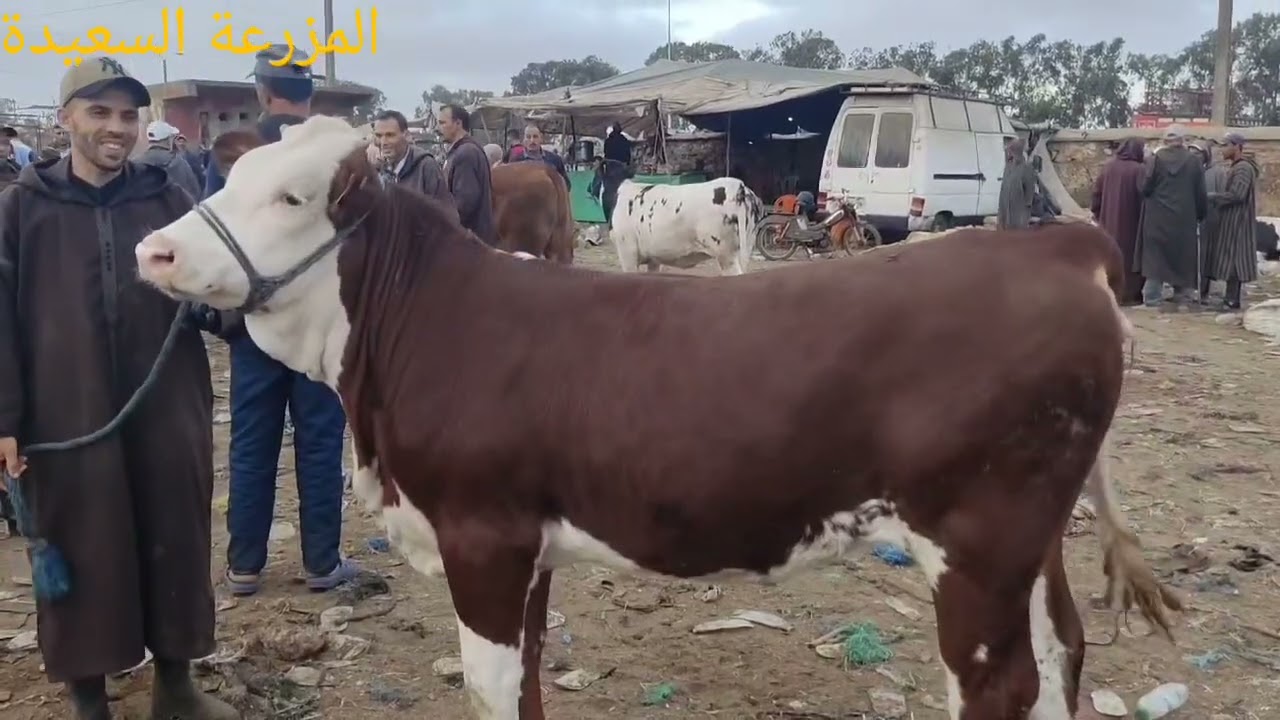 فيديو جديد من سوق حد السوالم اليوم بتاريخ 12/10/2025