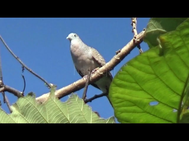 zebra dove bird natural sound call in the wild class=