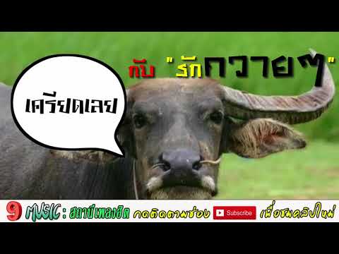 [รักควายๆ] -มิน เฉาก๊วย Feat. มิ้ว ไม้ขีดไฟ