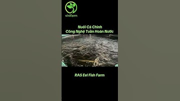 Nuôi Cá Chình Công Nghệ Tuần Hoàn Nước #ras #fishing #vinifarm #vinieelfarm #anguila #nuoicachinh
