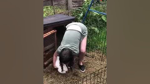 How to pick up a big bunny!