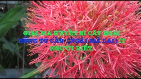 Giải mả huyềt Bí cây Ngải  Hồng Tú Cầu (Ngãi Mã Lai)ít người biết.