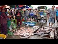 Morning Fish Market in Cambodia - All Kind of Rural Fish, River Fish, Crickets &amp; More In Fish Market