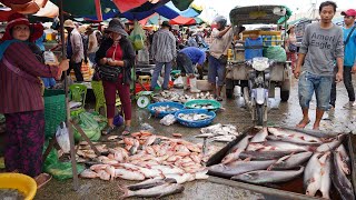 Morning Fish Market in Cambodia - All Kind of Rural Fish, River Fish, Crickets &amp; More In Fish Market