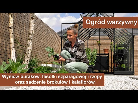 Wideo: Sadzenie warzyw w strefie 5: kiedy sadzisz warzywa w ogrodach strefy 5