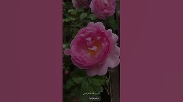أو تقول حين ترى العذاب القارئ محمد هشام