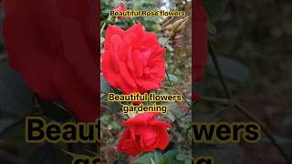 #flowers #motivation #love #nature #quotes #viralvideo #selflove #unfrez #rose #like #motivation #yt