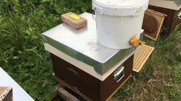 Breeder queen Introduction update!