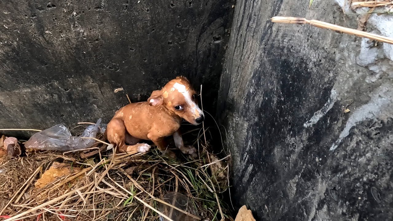 Эту маленькую собачку никогда не любили! У нее самая милая реакция на то, что ее усыновили