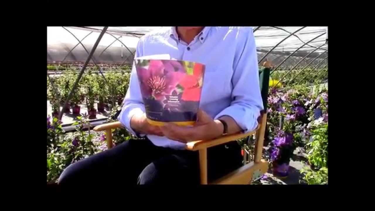 How to recognize Raymond Evison Clematis in a garden center?