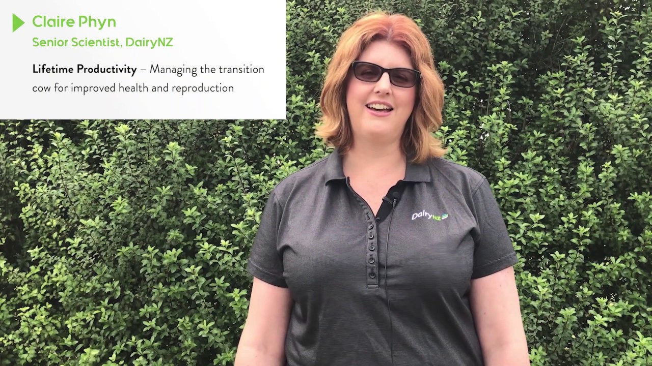 Science snapshot - Lifetime productivity - managing the transition cow