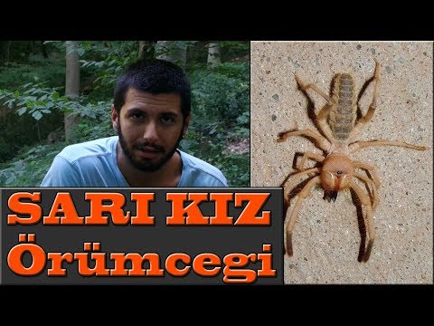 SARI KIZ ÖRÜMCEĞİ ARAŞTIRMASI, ONLAR BİR CANAVAR DEĞİL !