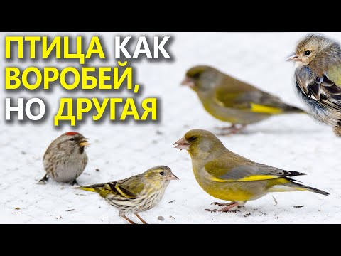 Видео: Все о чешуйчатых грудках Lorikeets