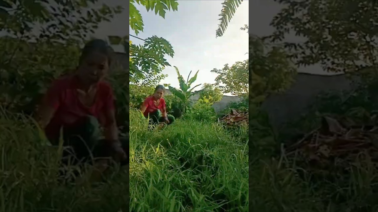 My little garden in the Philippines, a place that I love.