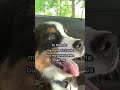 #doglover  #cute ​⁠#Louiesworld