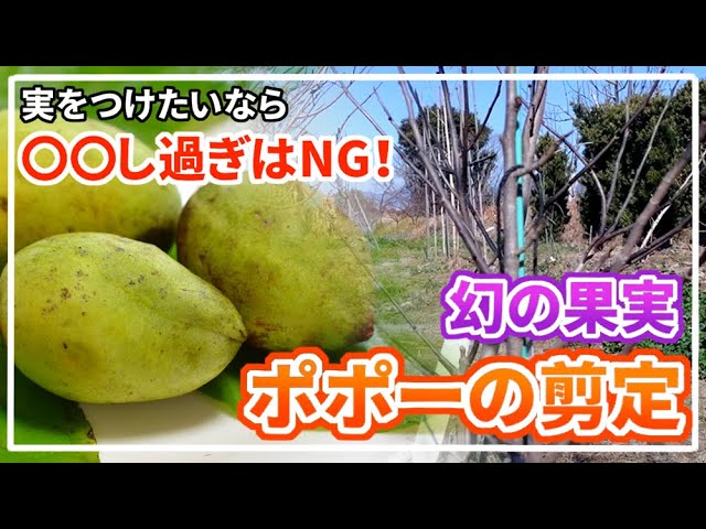 I planted a pawpaw seedling in the ground. Wabash or Potomac? And