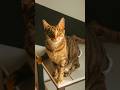 veja gato cats fatos e curiosidades #gatos #youtube #animais #shorts #youtubeshorts #fatos #cat #pet