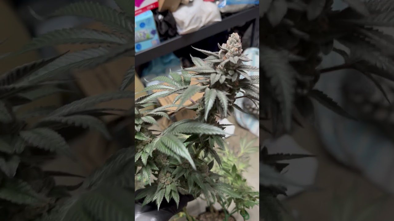 Elevate Genetics “sherb cake”. RS#11 x wedding cake. Unreal terps. 