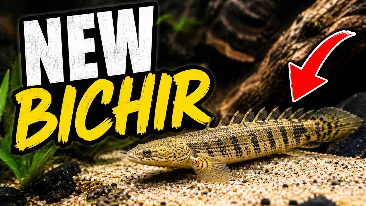     Meet My New Delhezi Bichir!