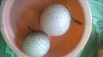 Xem Cho Vui Cách Nóc Tự Vệ Phình To Như Trái Bóng