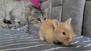 Little Rabbit thinks that the Cat is his Mom.