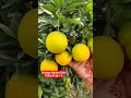 Orange Market Sale|  Orange Buying Selling| #fruit #orange #apmc #agriculture