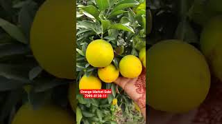 Orange Market Sale|  Orange Buying Selling| #fruit #orange #apmc #agriculture