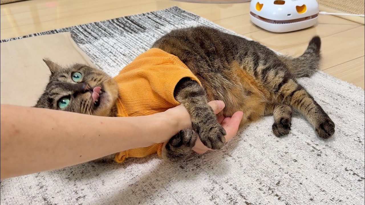 【妻不在】ふたり暮らし最終日、妻の帰りを諦めついに夫にスリスリ甘えちゃう猫がこちら…笑