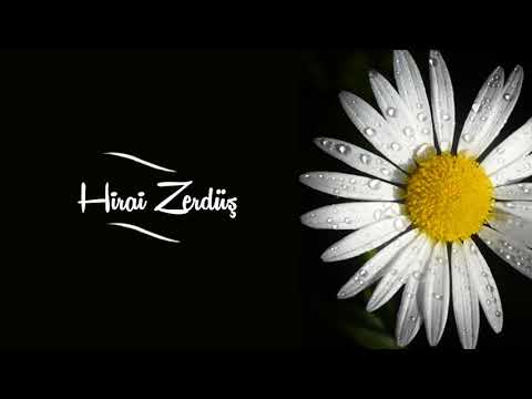 Hirai Zerdüş - Papatya - Yine Gel Akşam Üstü (Lyrics)