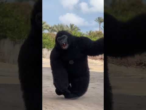 بنتين إخوات دخلو حديقة الحيوان وخطفو بنت الغوريلا من البيت بتاعها انتظرو الجزء التالت