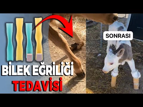 Buzağılarda buletür tedavisi | BUZAĞILARDA DOĞUŞTAN AYAK BİLEK EĞRİLİĞİ VE TEDAVİSİ