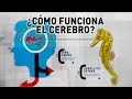 ¿Cómo funciona el Cerebro?