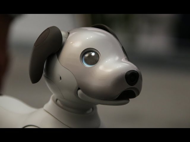 Aibo – un chien robot ultra-réaliste - Corps en Immersion