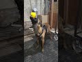 mazy playing with her ball. #puppy #puppyshorts