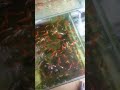 Comet Goldfish #goldfish 15/12
