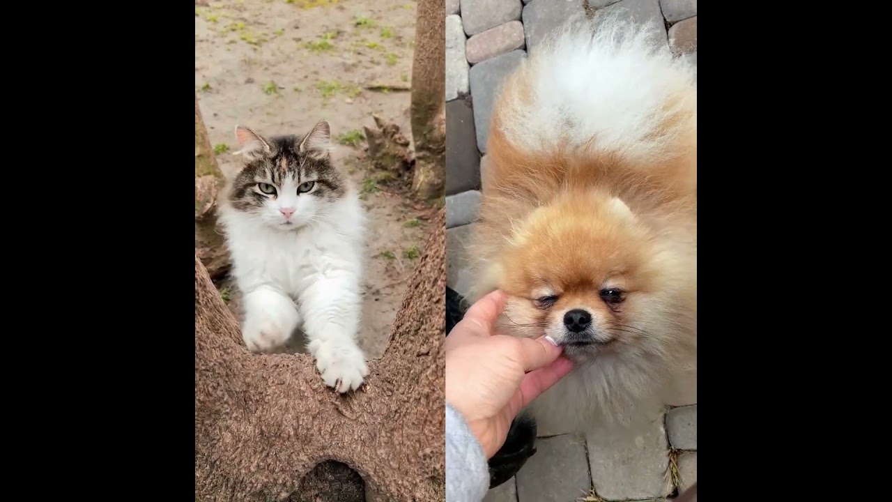 Dog vs  Cat Which Pet is Best Pros & Cons You NEED to Know! #calmcats #cat #relaxingflowers